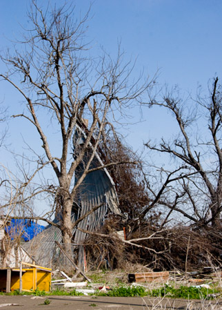 Fallen Debris, Standing Trees